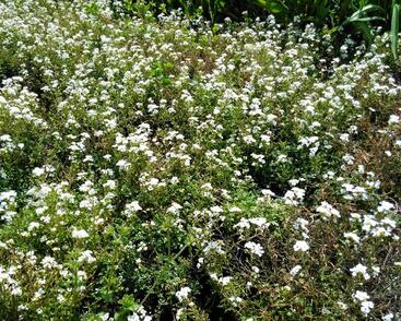 Řeřuška alpská 'Icecube'