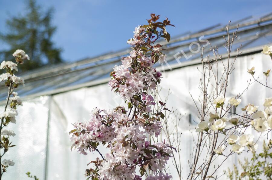 Jabloň okrasná 'Red Obelisk' - Malus 'Red Obelisk'