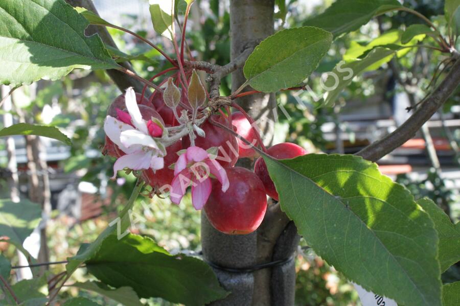 Jabloň okrasná 'Red Obelisk' - Malus 'Red Obelisk'