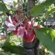 Okrasná jabloň 'Red Obelisk' - Malus 'Red Obelisk'