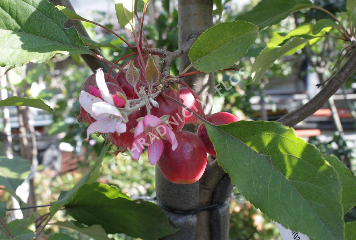Jabloň okrasná 'Red Obelisk' - Malus 'Red Obelisk'