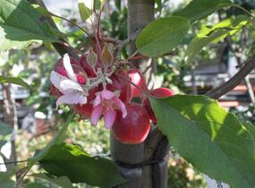Jabloň okrasná 'Red Obelisk' - Malus 'Red Obelisk'