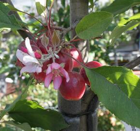 Okrasná jabloň 'Red Obelisk' - Malus 'Red Obelisk'