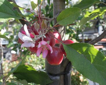 Jabloň okrasná 'Red Obelisk'