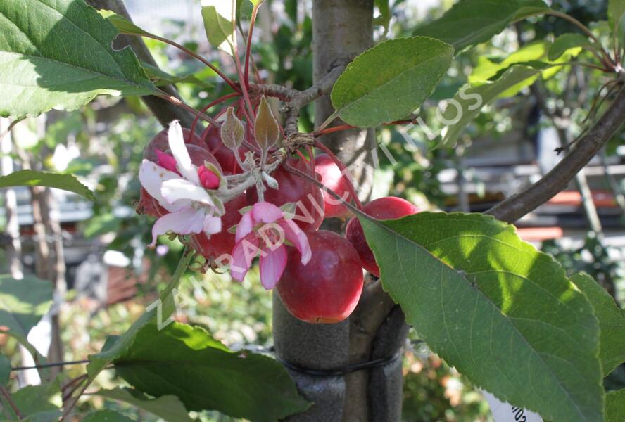 Jabloň okrasná 'Red Obelisk' - Malus 'Red Obelisk'