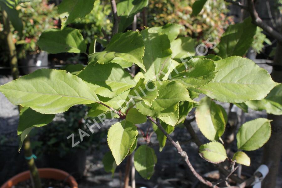 Jabloň okrasná 'Red Obelisk' - Malus 'Red Obelisk'