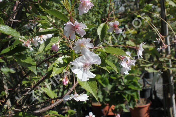 Višeň chloupkatá 'Autumnalis Rosea' - Prunus subhirtella 'Autumnalis Rosea'