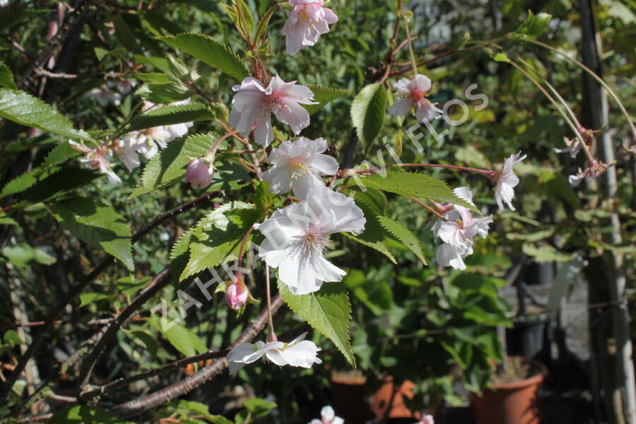 Višeň chloupkatá 'Autumnalis Rosea' - Prunus subhirtella 'Autumnalis Rosea'