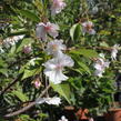 Višeň chloupkatá 'Autumnalis Rosea' - Prunus subhirtella 'Autumnalis Rosea'