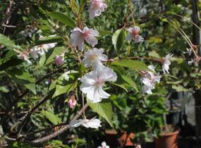 Višeň chloupkatá 'Autumnalis Rosea' - Prunus subhirtella 'Autumnalis Rosea'