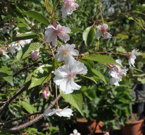 Višeň chloupkatá 'Autumnalis Rosea' - Prunus subhirtella 'Autumnalis Rosea'