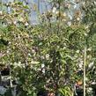 Višeň chloupkatá 'Autumnalis Rosea' - Prunus subhirtella 'Autumnalis Rosea'