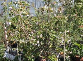 Višeň chloupkatá 'Autumnalis Rosea' - Prunus subhirtella 'Autumnalis Rosea'