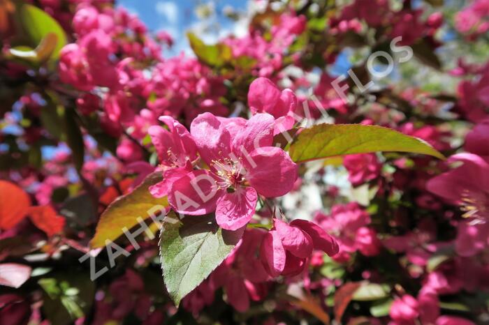 Okrasná jabloň - Malus