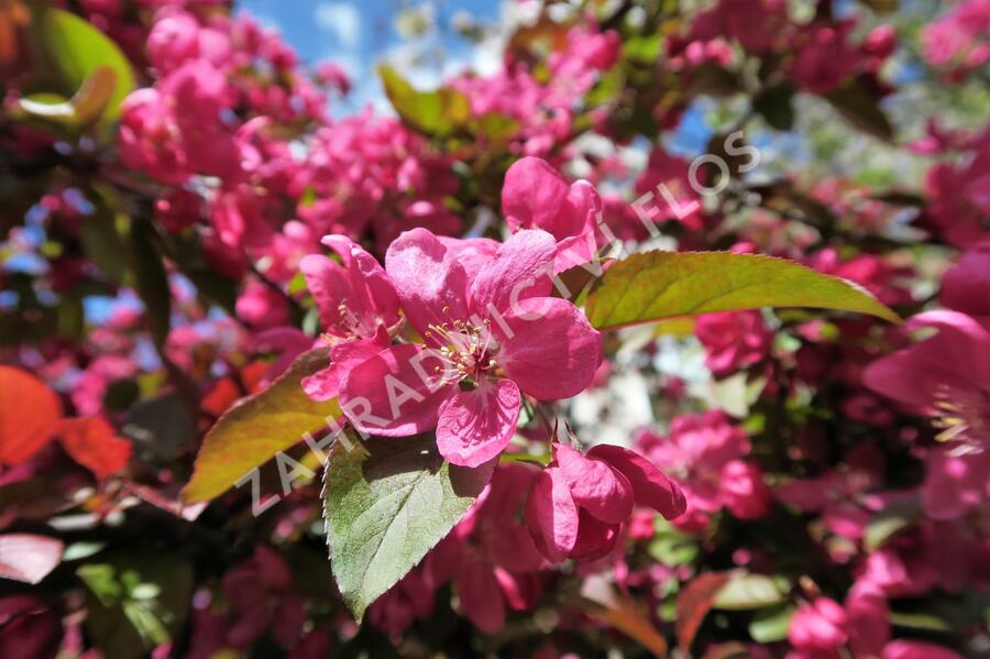 Jabloň okrasná - Malus