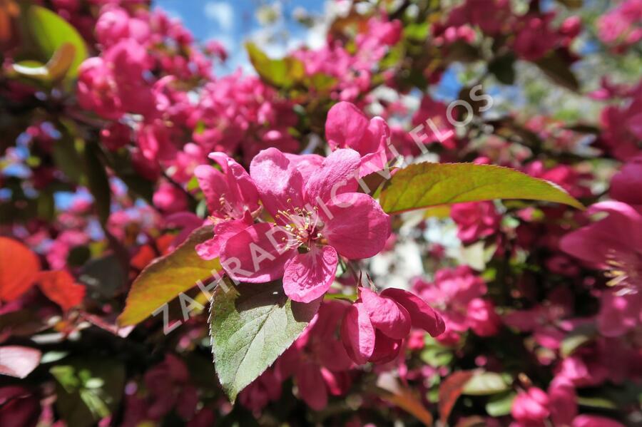 Okrasná jabloň - Malus