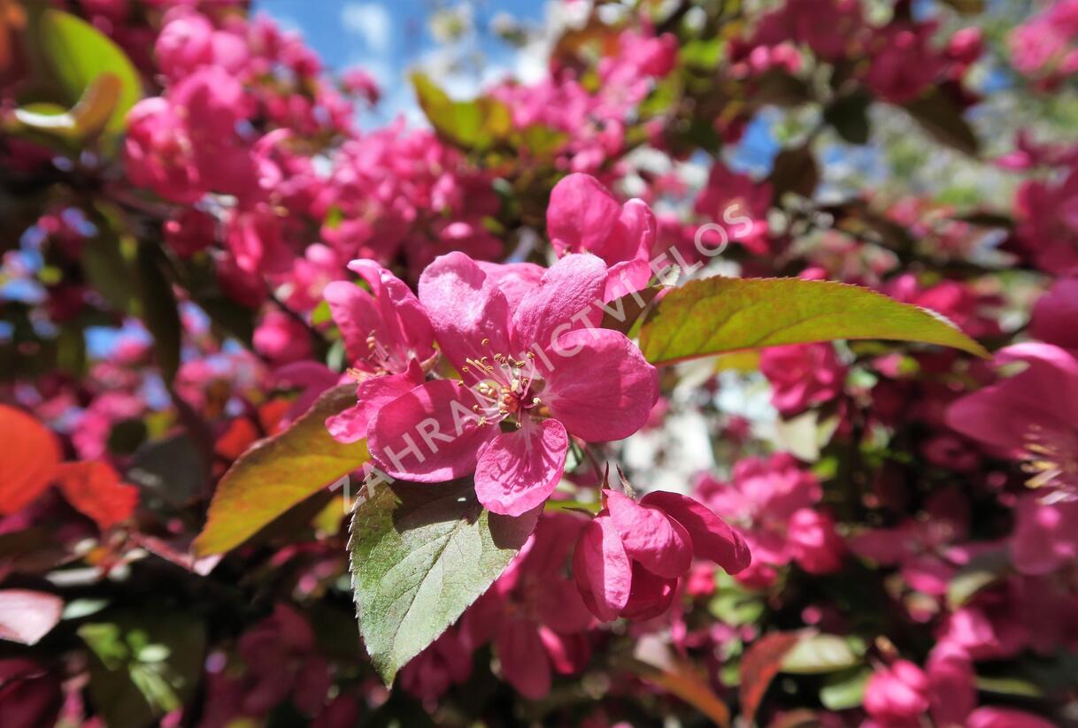 Jabloň okrasná - Malus