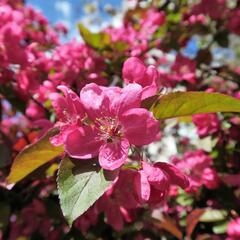 Okrasná jabloň - Malus