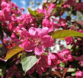 Okrasná jabloň - Malus