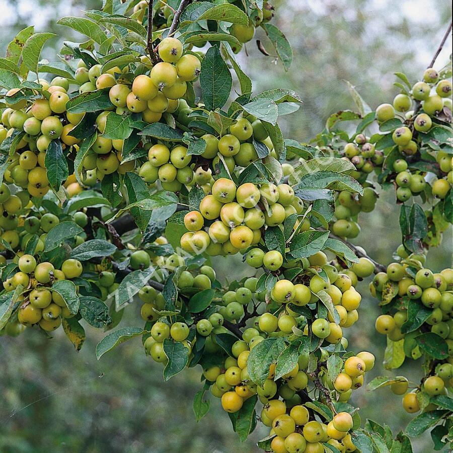 Jabloň okrasná - Malus