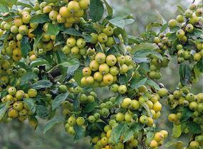 Jabloň okrasná - Malus