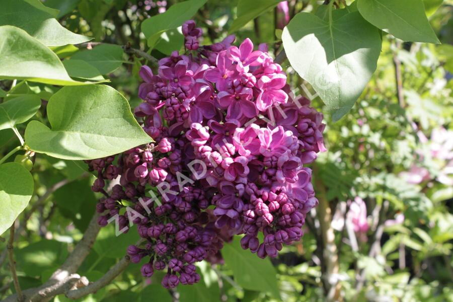 Šeřík obecný 'Andenken an Ludwig Späth' - Syringa vulgaris 'Andenken an Ludwig Späth'