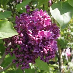 Šeřík obecný 'Andenken an Ludwig Späth' - Syringa vulgaris 'Andenken an Ludwig Späth'