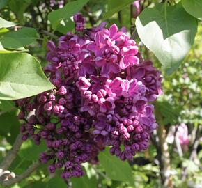 Šeřík obecný 'Andenken an Ludwig Späth' - Syringa vulgaris 'Andenken an Ludwig Späth'