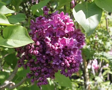 Šeřík obecný 'Andenken an Ludwig Späth'