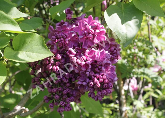 Šeřík obecný 'Andenken an Ludwig Späth' - Syringa vulgaris 'Andenken an Ludwig Späth'