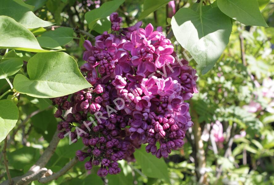 Šeřík obecný 'Andenken an Ludwig Späth' - Syringa vulgaris 'Andenken an Ludwig Späth'