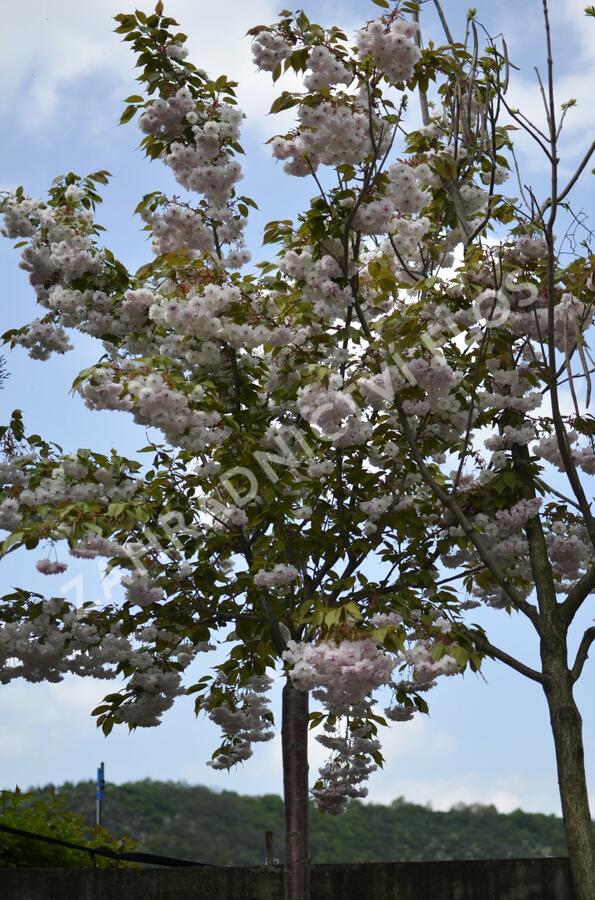 Višeň pilovitá 'Shiro-fugen' ('Fugenzo') - Prunus serrulata 'Shiro-fugen' ('Fugenzo')