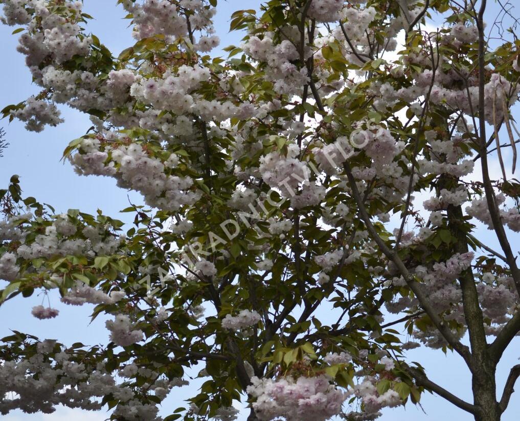 Višeň pilovitá, sakura 'Shiro-fugen' ('Fugenzo') - Prunus serrulata 'Shiro-fugen' ('Fugenzo')