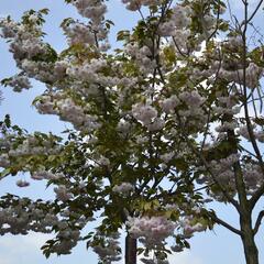 Višeň pilovitá 'Shiro-fugen' ('Fugenzo') - Prunus serrulata 'Shiro-fugen' ('Fugenzo')