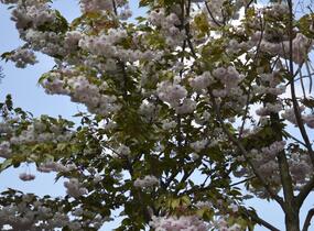 Višeň pilovitá, sakura 'Shiro-fugen' ('Fugenzo') - Prunus serrulata 'Shiro-fugen' ('Fugenzo')