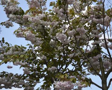 Višeň pilovitá, sakura 'Shiro-fugen' ('Fugenzo')