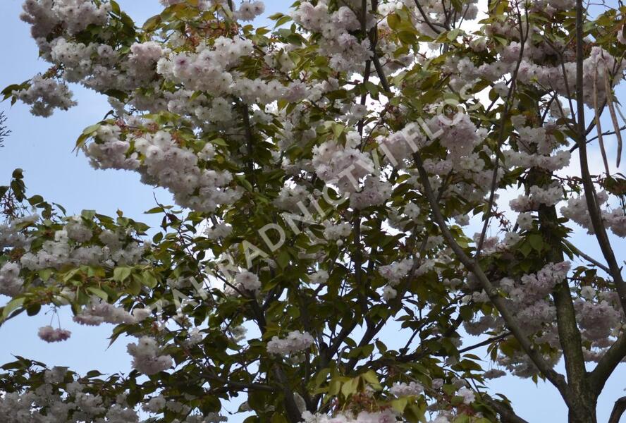 Višeň pilovitá, sakura 'Shiro-fugen' ('Fugenzo') - Prunus serrulata 'Shiro-fugen' ('Fugenzo')