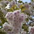 Višeň pilovitá 'Shiro-fugen' ('Fugenzo') - Prunus serrulata 'Shiro-fugen' ('Fugenzo')