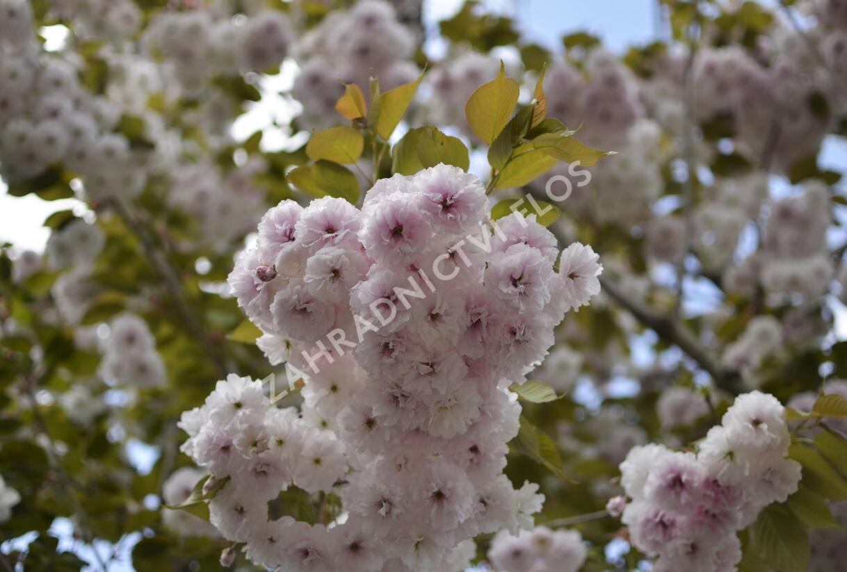 Višeň pilovitá, sakura 'Shiro-fugen' ('Fugenzo') - Prunus serrulata 'Shiro-fugen' ('Fugenzo')