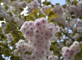 Višeň pilovitá, sakura 'Shiro-fugen' ('Fugenzo') - Prunus serrulata 'Shiro-fugen' ('Fugenzo')