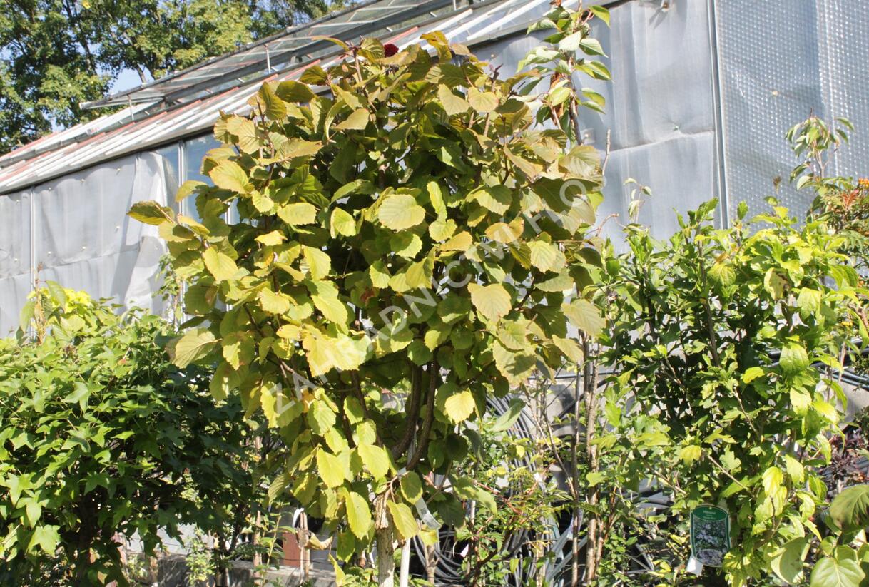 Líska obecná 'Anny's Red Dwarf' - Corylus avellana 'Anny's Red Dwarf'