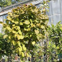 Líska obecná 'Anny's Red Dwarf' - Corylus avellana 'Anny's Red Dwarf'