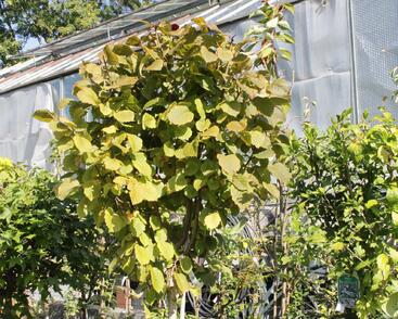 Líska obecná 'Anny's Red Dwarf'