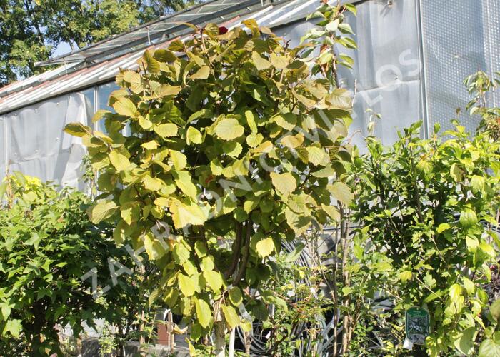 Líska obecná 'Anny's Red Dwarf' - Corylus avellana 'Anny's Red Dwarf'