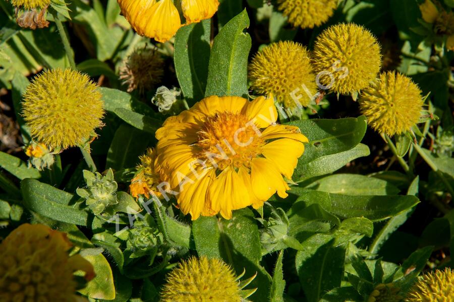 Kokarda osinatá 'Sunrita Golden Yellow' - Gaillardia aristata 'Sunrita Golden Yellow'