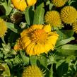 Kokarda osinatá 'Sunrita Golden Yellow' - Gaillardia aristata 'Sunrita Golden Yellow'