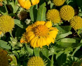 Kokarda osinatá 'Sunrita Golden Yellow'