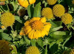 Kokarda osinatá 'Sunrita Golden Yellow' - Gaillardia aristata 'Sunrita Golden Yellow'