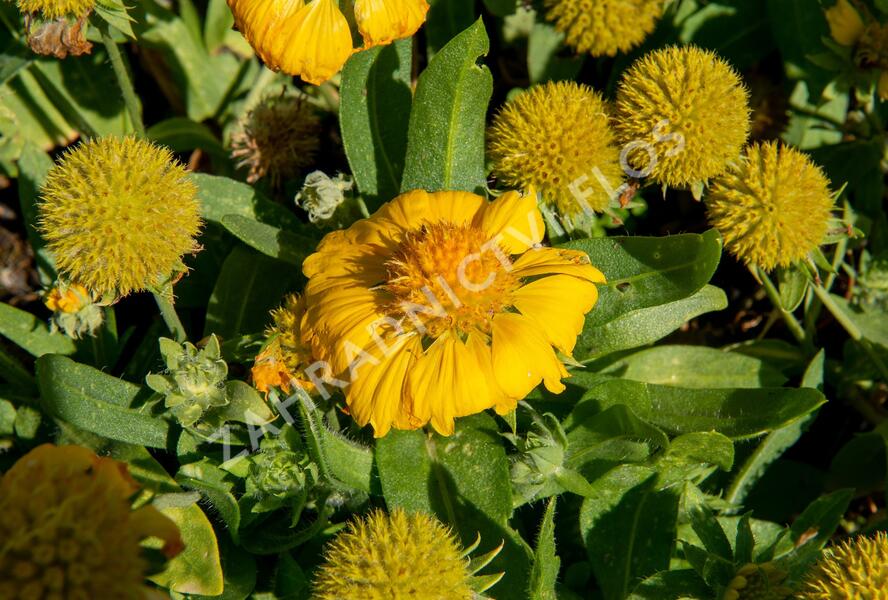 Kokarda osinatá 'Sunrita Golden Yellow' - Gaillardia aristata 'Sunrita Golden Yellow'