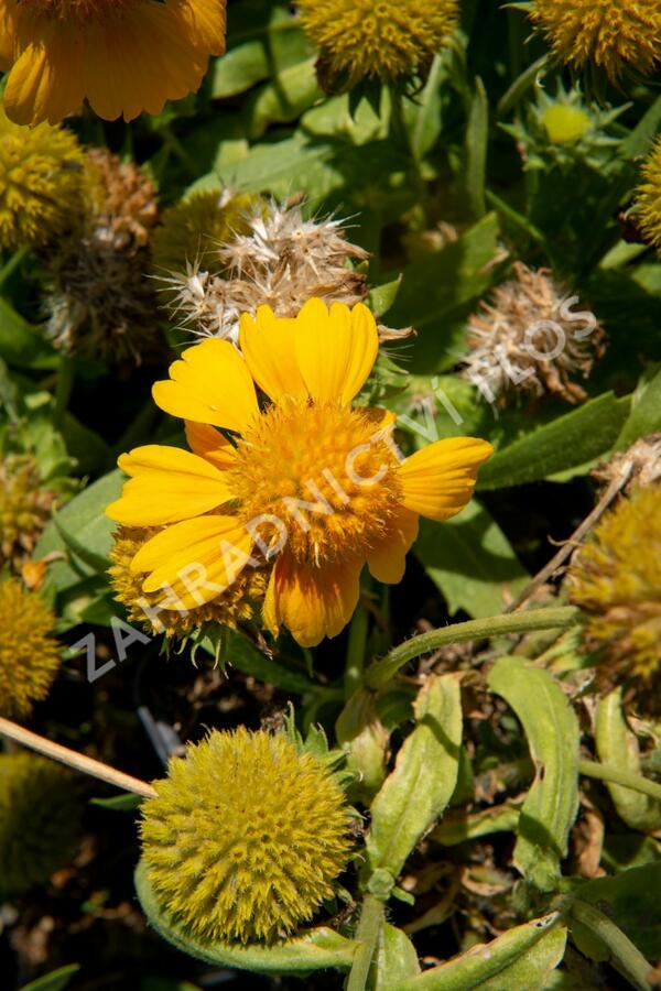 Kokarda osinatá 'Sunrita Golden Yellow' - Gaillardia aristata 'Sunrita Golden Yellow'